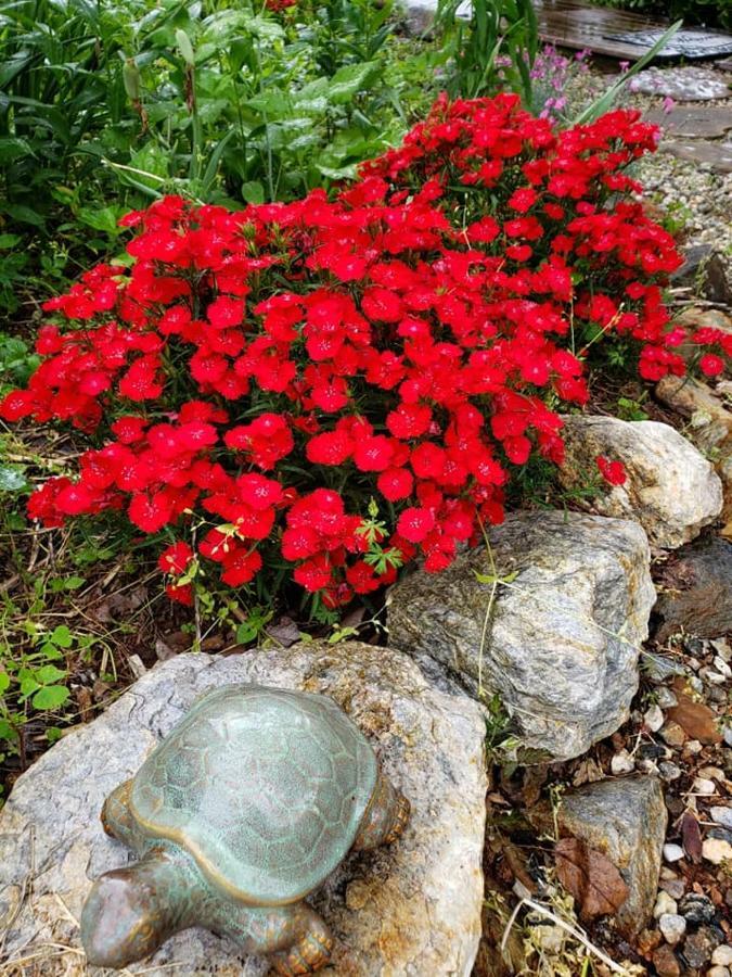 Arrington Harmony Hill Bed And Breakfast المظهر الخارجي الصورة